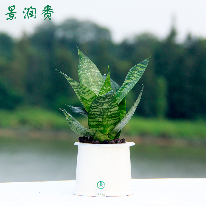 景润赉虎皮兰植物盆栽办公室防辐射吸尼古丁创意绿植花卉水养虎尾兰小