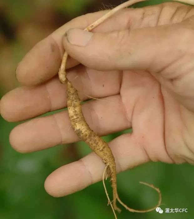 野生西洋参植物图片