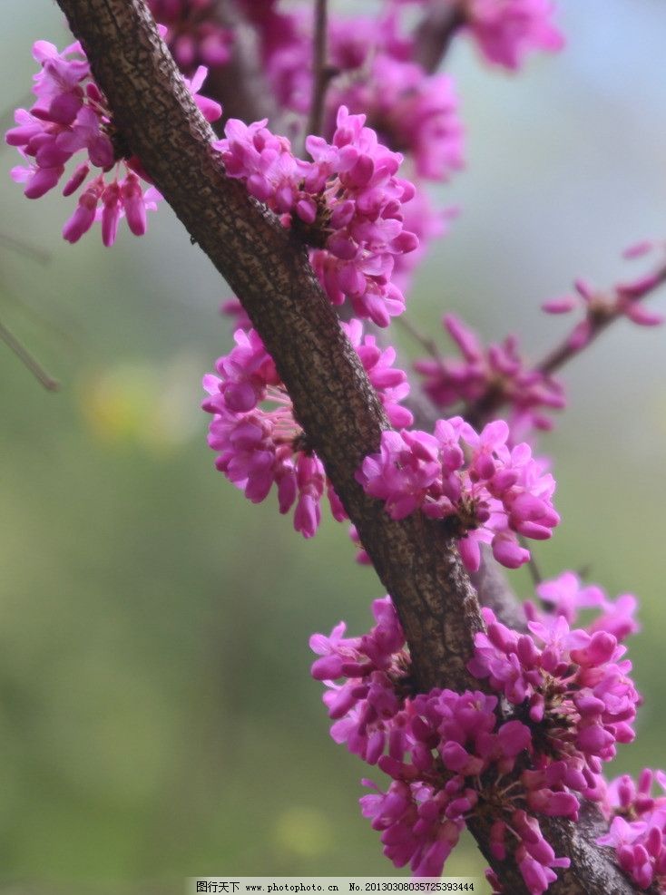 紫荆花图片