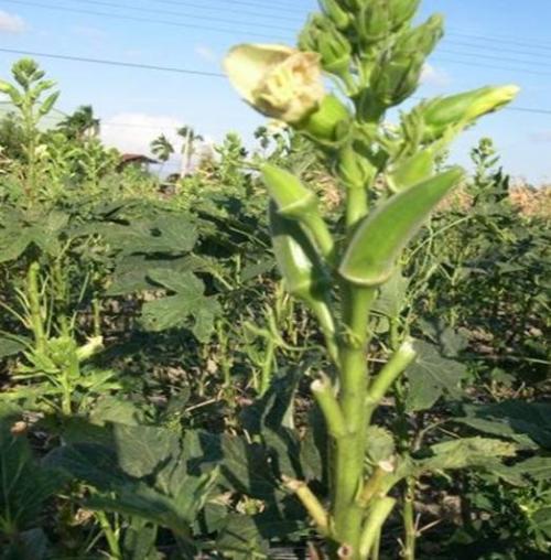 各种人参植物图片