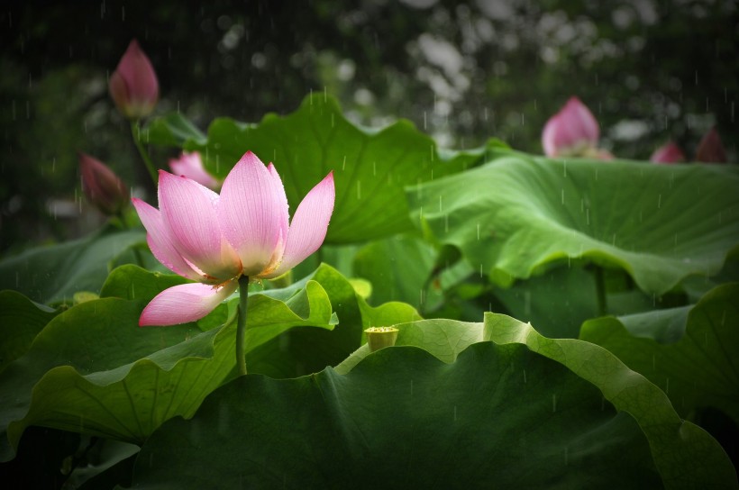 荷花高清花朵风景图片大全