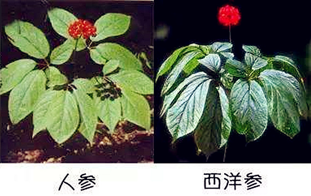 西洋参植物图片大全