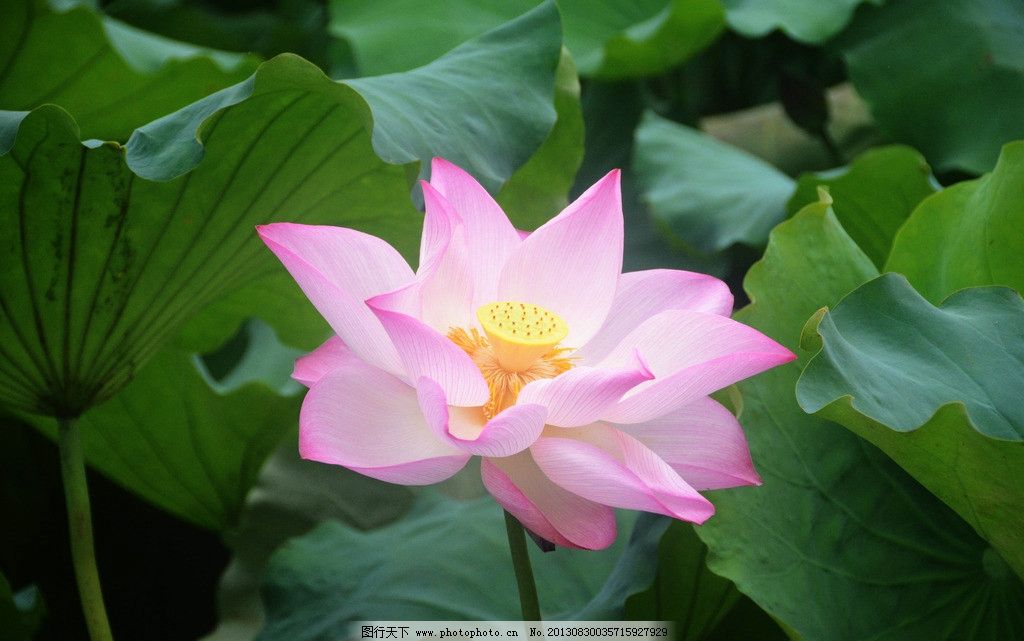 荷花图片,荷叶 莲花 莲藕 盛开 花朵 莲蓬 荷塘-图行