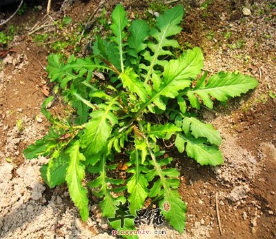 葛植物图片