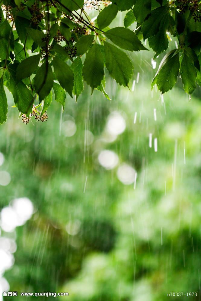 雨天植物图片