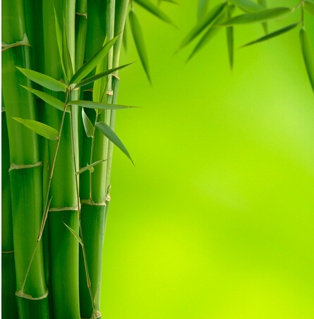 关于竹子的图片和祝福语