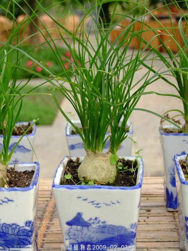 根部像洋葱的植物图片