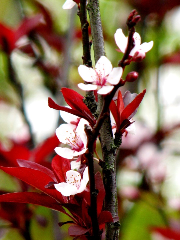 紫叶李——开花乔木40