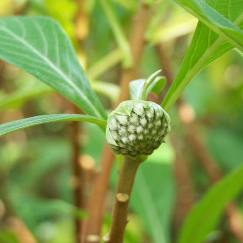 【白克】优选西藏绿萝花,来自青藏高原的精品,散装500克