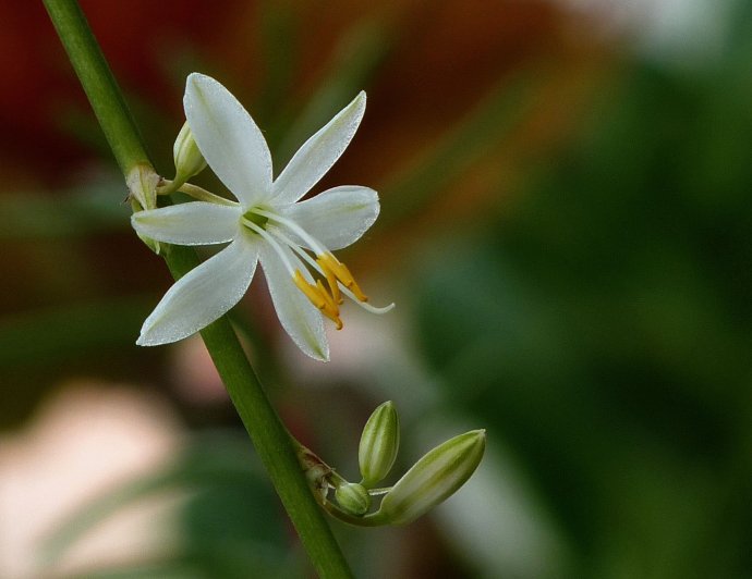 [转载]银边吊兰开花了