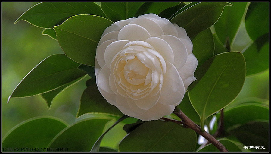 欣赏白山茶花