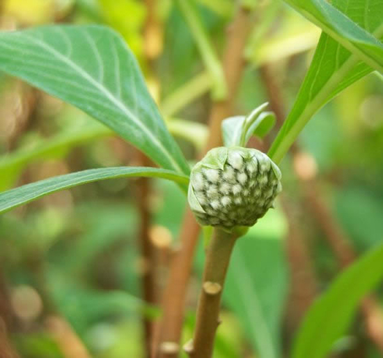 绿萝花:不可多得的藏药材