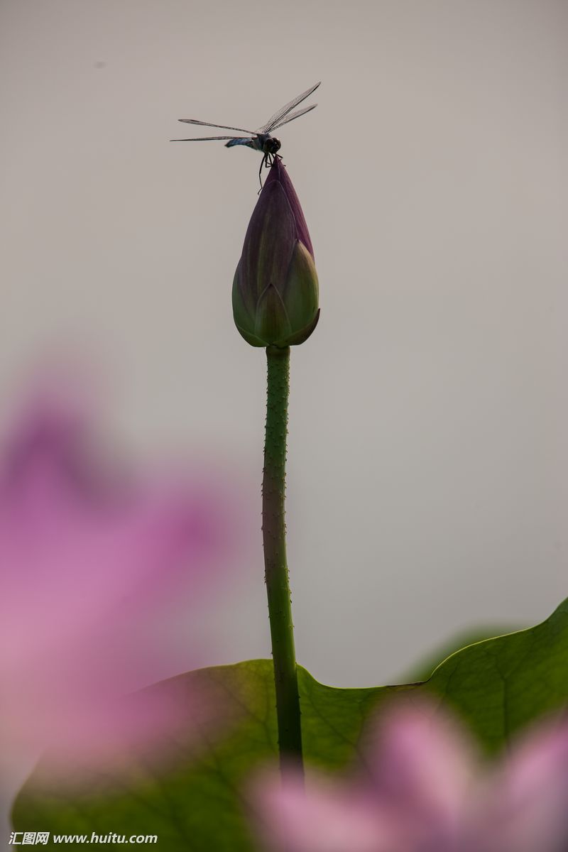 荷花上的蜻蜓 竖片 花苞