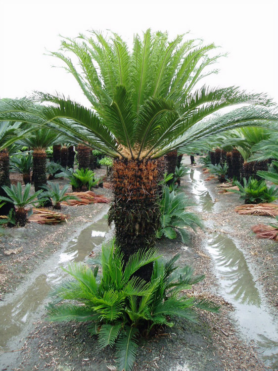 产品则有铁树(cycas),神秘果,树葡萄(佳宝果),牛樟树,发财树 money