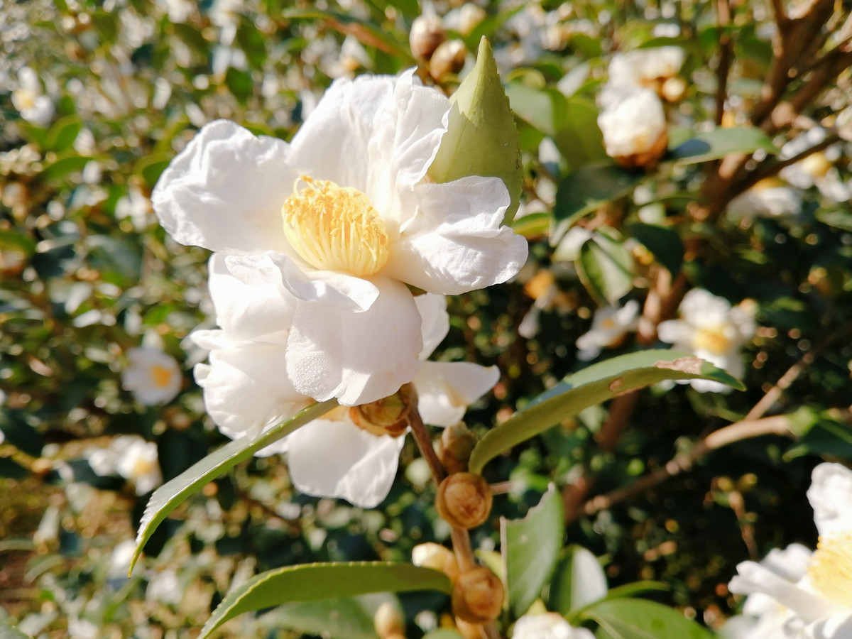 实拍白山茶花盛开图片大全