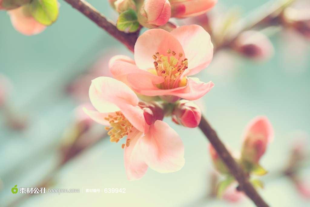 素材公社 图片素材 鲜花植物 花卉大全 唯美桃花图片