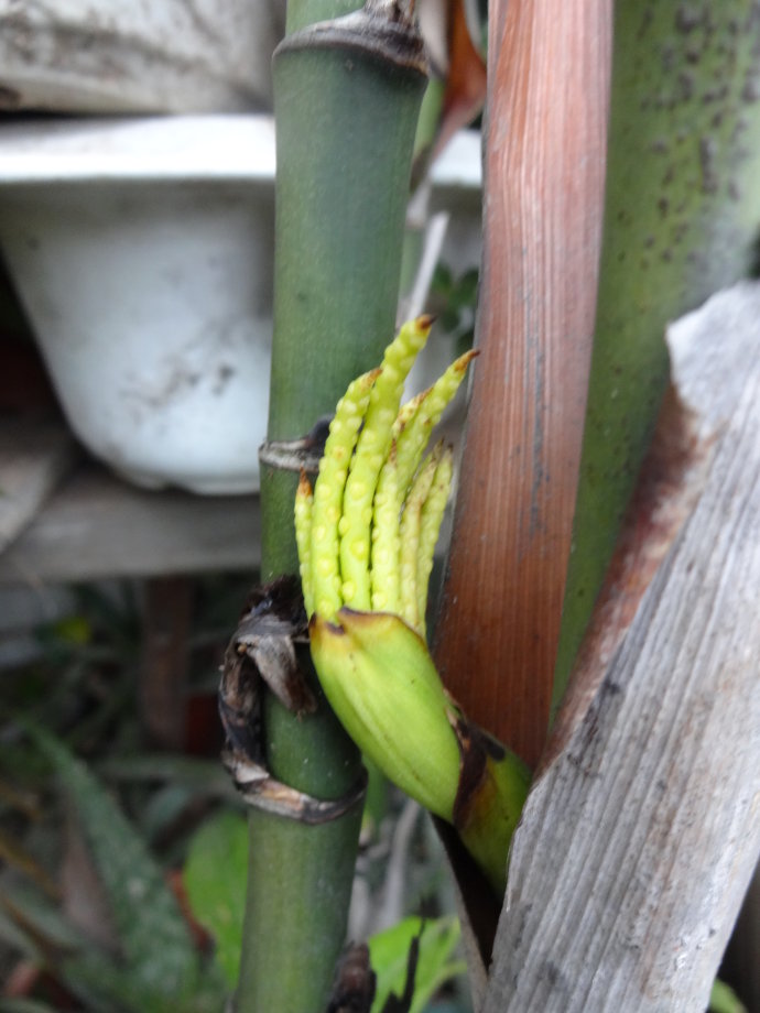 夏花更红(六十七)散尾葵的花