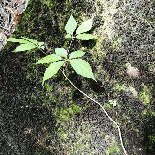 人参图片叶子植物图片