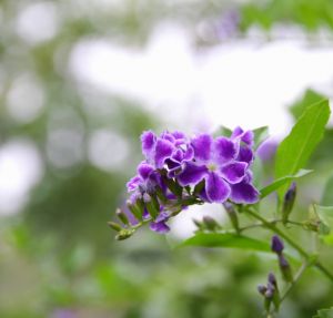 典雅朴素的金露花图片