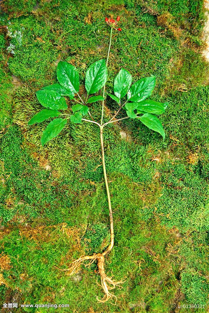 人参植物图片