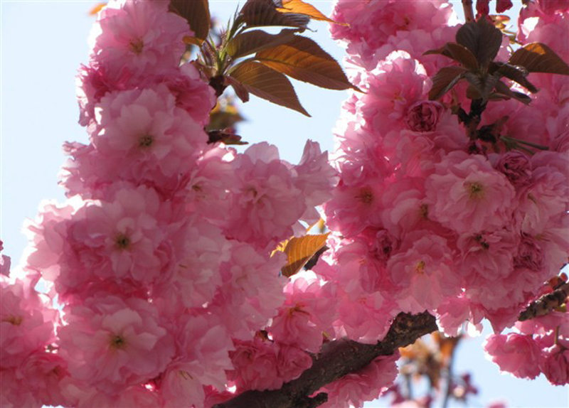 4月上旬开花的"红叶樱花"