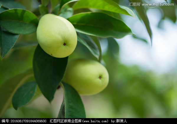 木瓜植物图片