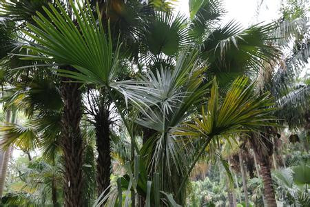 故而棕榈科植物贝叶棕也被后人尊为佛教名树.