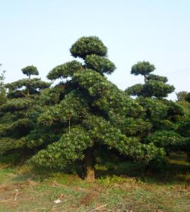 龙柏小苗 龙柏球龙柏树 造型罗汉松 100棵起批 0.1元