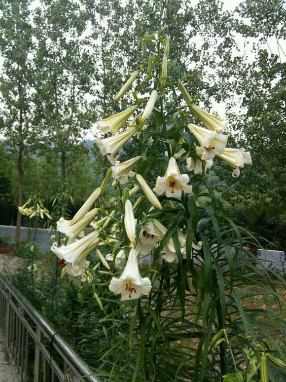 老家花坛里种了四年的野生百合花,在山上挖的.