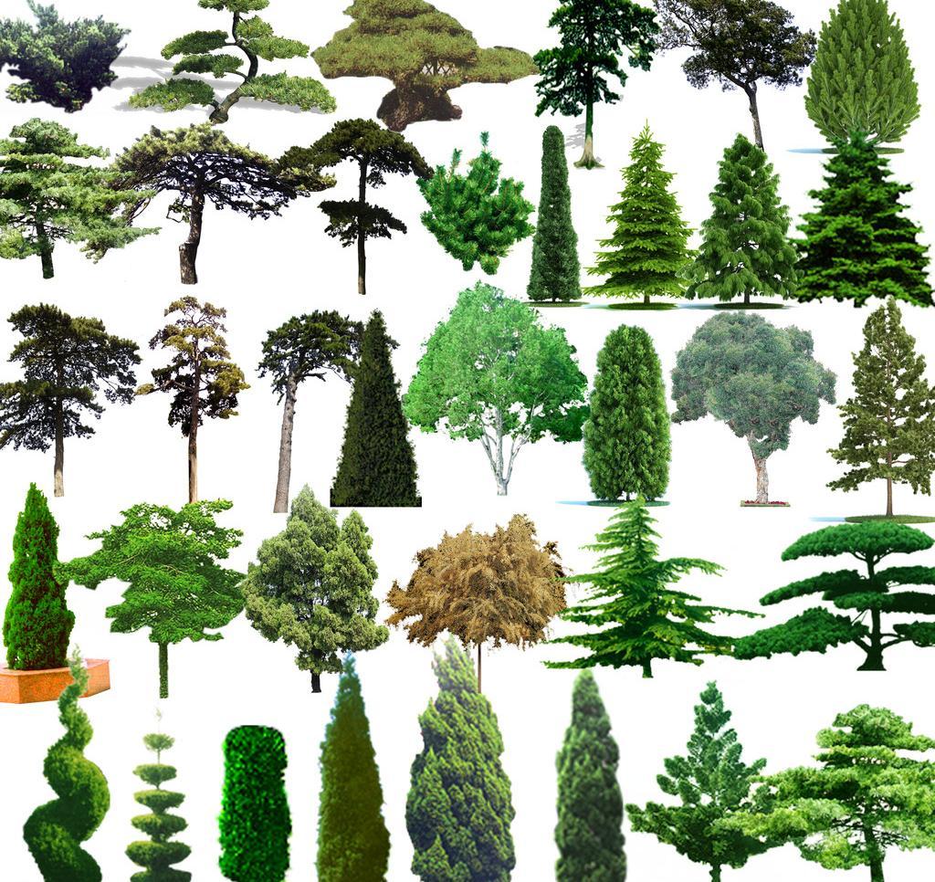 松树素材下载 松树模板下载 松树 树木 植物 绿化 景观 园林 亮化