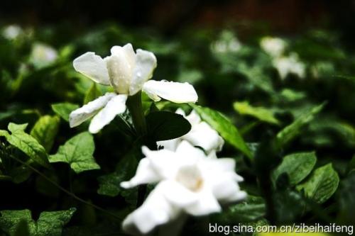 雨中栀子花