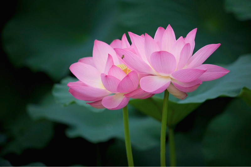 仙境莲花图片大全欣赏