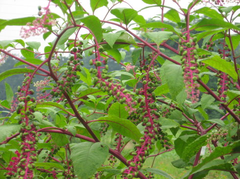 野生红参植物图片