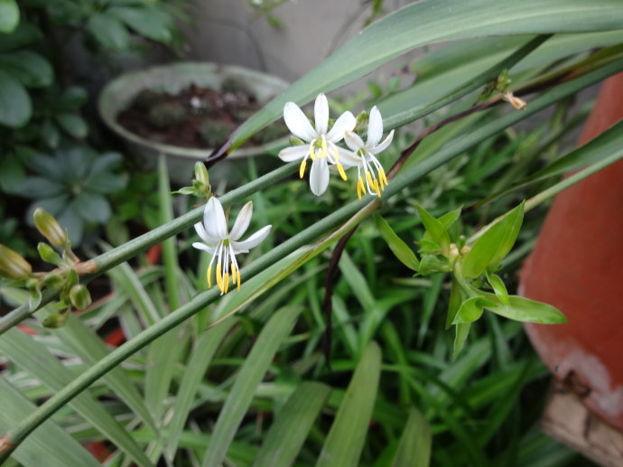 [转载]夏花灿烂(二十八)飘逸的吊兰花