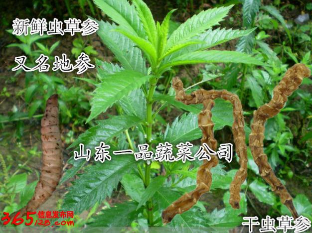 草参图片植物图片