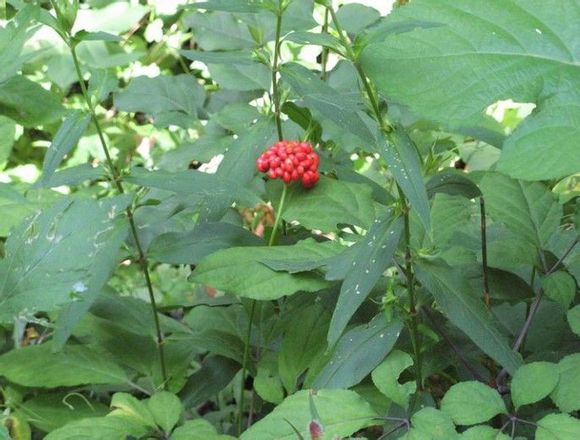 西洋参植物实物原图