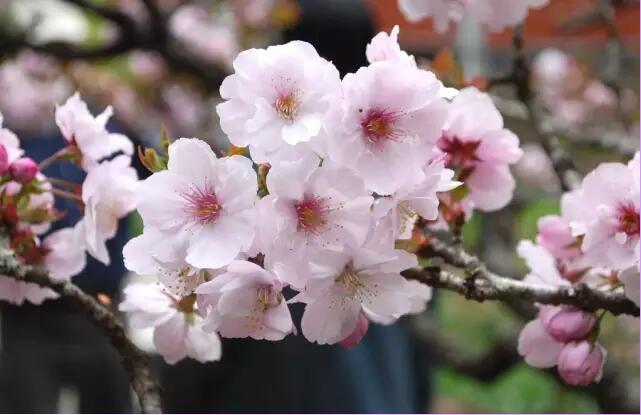 日本有一句谚语说:"樱花七日",说的就是一朵樱花从开放到凋谢大约为