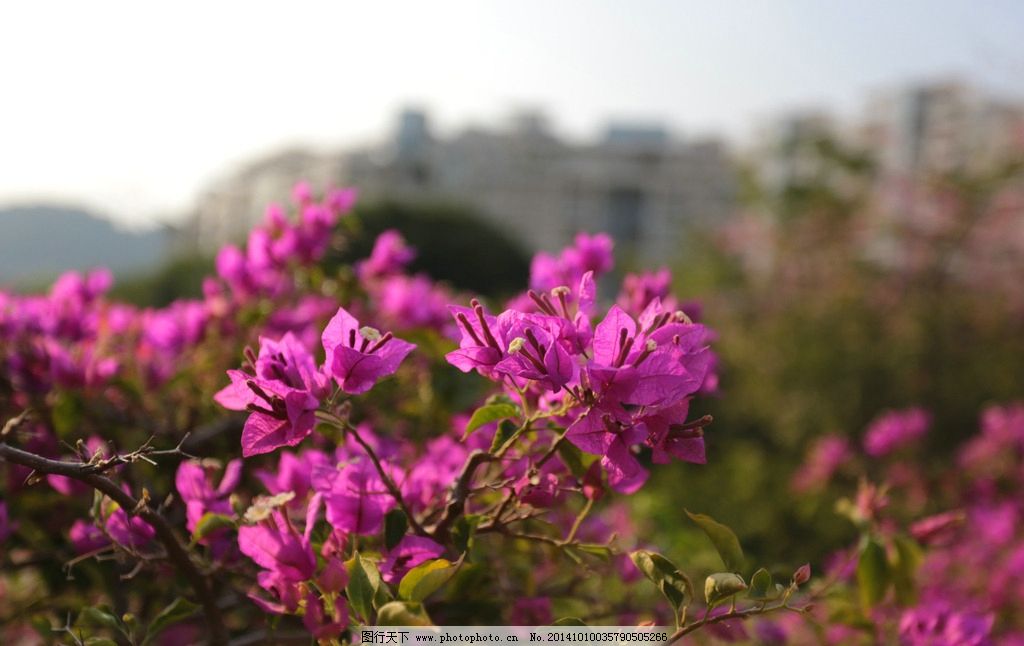 紫色花 绿叶 花蕊 嫩芽 花苞 簕杜鹃 三角梅 南美紫茉莉 即兴随拍