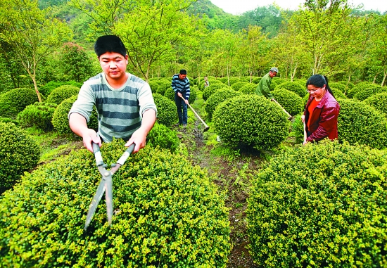 管理人员在修剪龟甲冬青