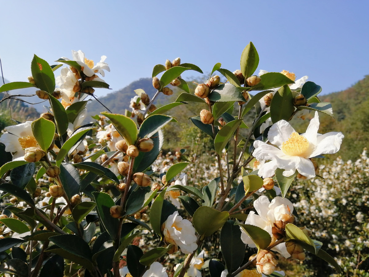 实拍白山茶花盛开图片大全