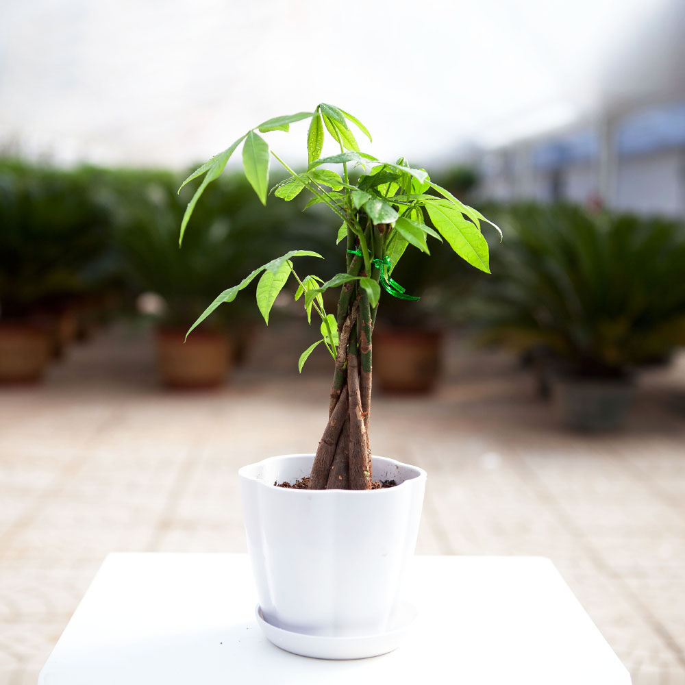 播种繁殖出的发财树幼苗,在上盆时可3~5株同种一盆,将其茎干互相编成