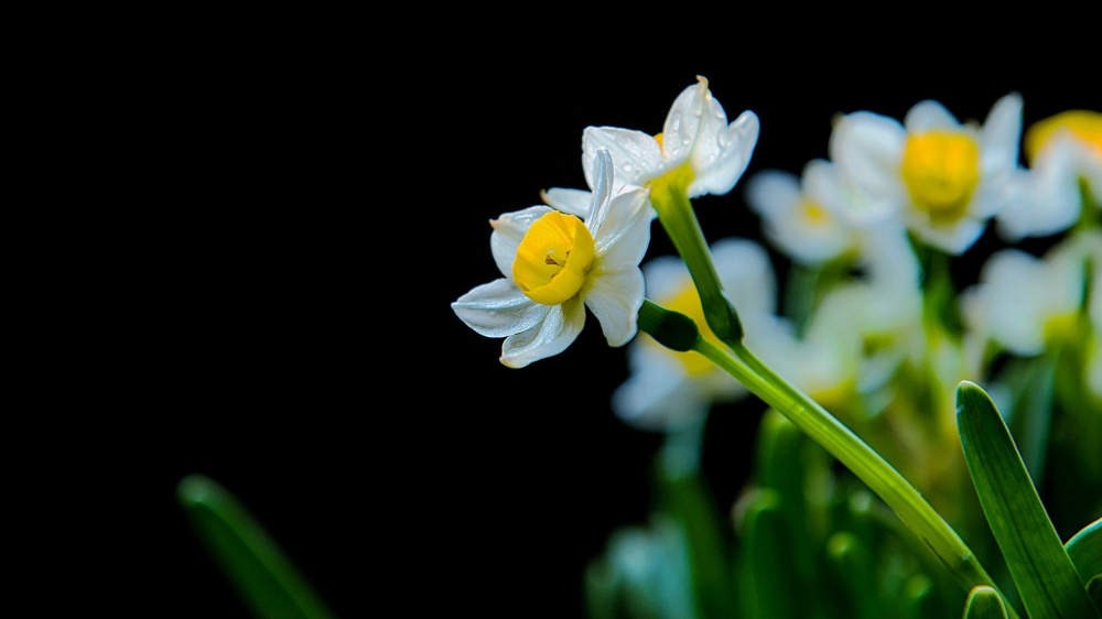 清秀典雅水仙花高清图片