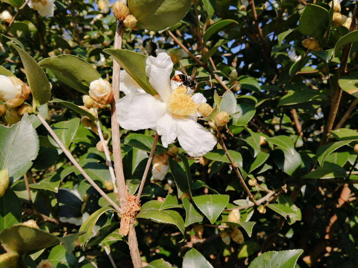 实拍白山茶花盛开图片大全