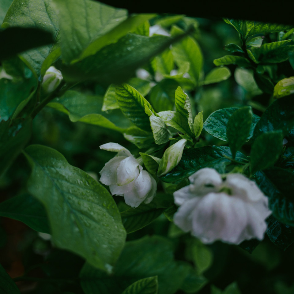 雨天植物