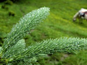 高原野生胎植物图片