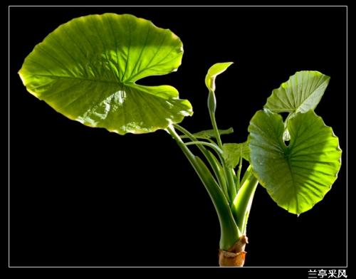 也养过这样一株植物,滴水观音,学名叫海芋,疯长中.