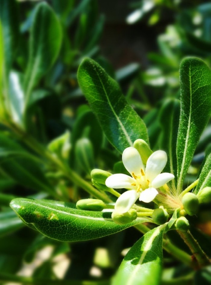 海桐pittosporum tobira (thunb.) ait. 海桐花科