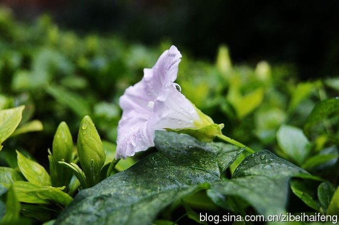 雨中栀子花