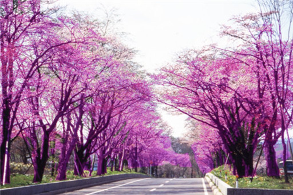 樱花树街道