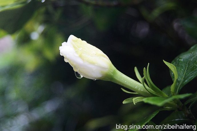 雨中栀子花